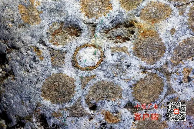 郧西大梁发现泥盆纪珊瑚化石 证明3.5亿年前秦岭山区是汪洋大海