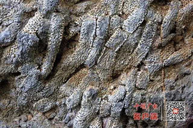 郧西大梁发现泥盆纪珊瑚化石 证明3.5亿年前秦岭山区是汪洋大海