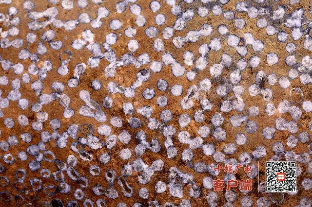 郧西大梁发现泥盆纪珊瑚化石 证明3.5亿年前秦岭山区是汪洋大海