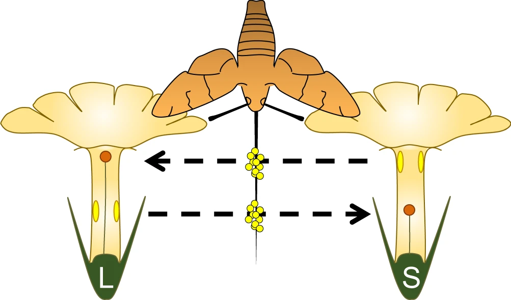 塞维利亚大学植物学家分析传粉媒介在各种有性形态花朵进化中的作用