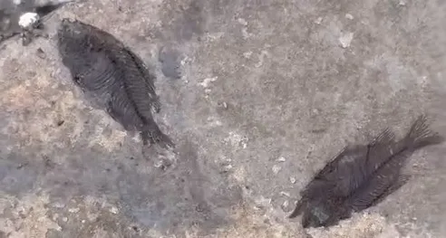 ��ɽ��ˮ����6000����ǰ�Ķ�ͥ���㻯ʯ