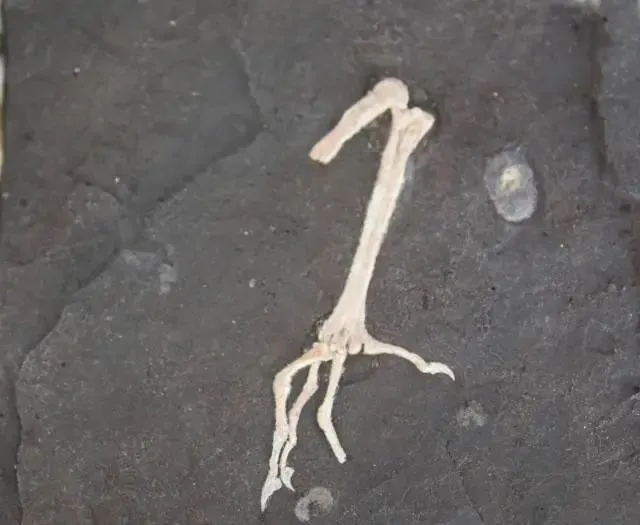 ��ɽ��ˮ����6000����ǰ�Ķ�ͥ���㻯ʯ