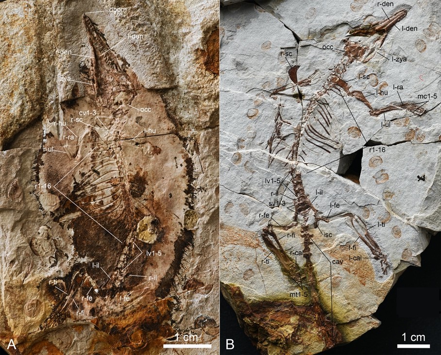 �й�٪�޼ͱ걾��д���鶯���������ݻ��ṹ