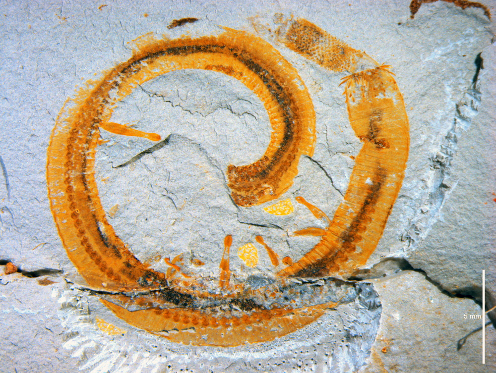 ԭ��ɺ��˵˵��������Ȼ�Ų������ν���ʯ�ء���Ʊ�����