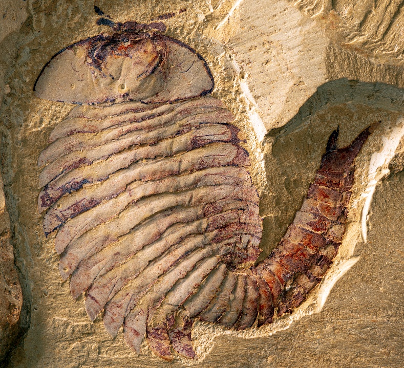 ԭ��ɺ��˵˵��������Ȼ�Ų������ν���ʯ�ء���Ʊ�����