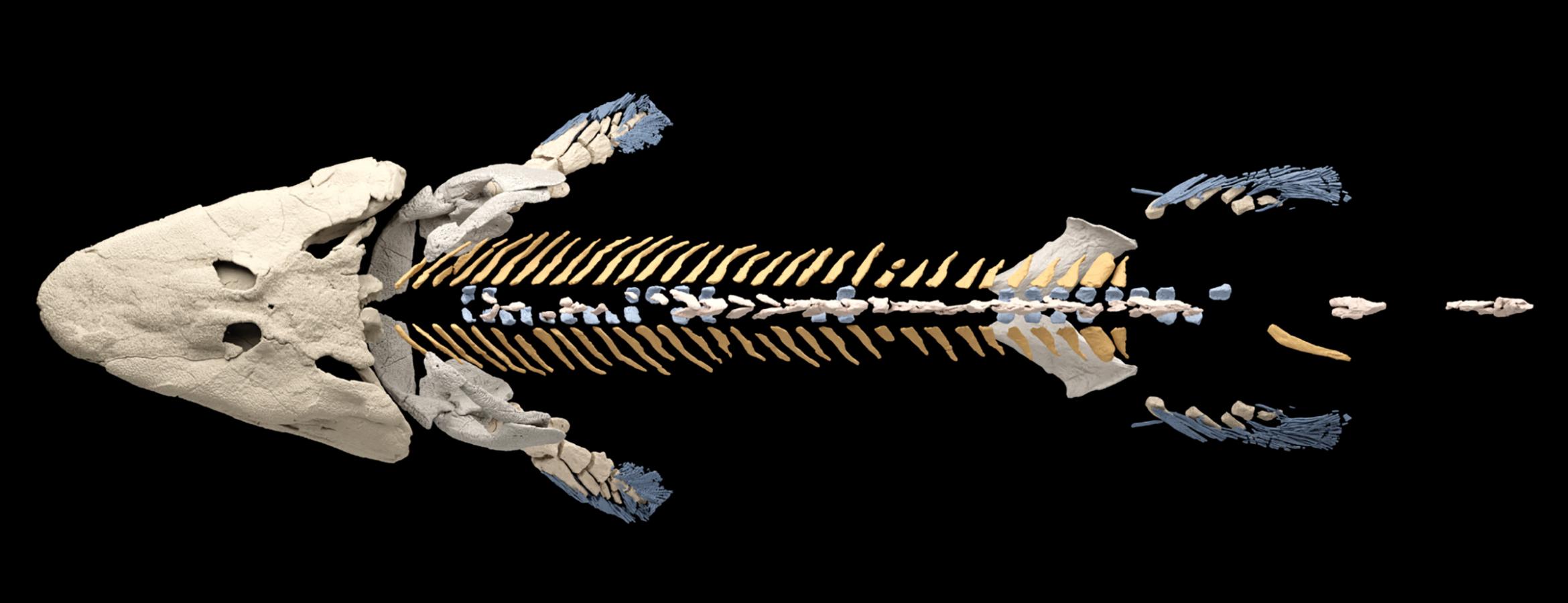 3.75亿年前的鱼类化石Tiktaalik的新数据表明:在行走的进化过程中,髋骨连接着肋骨