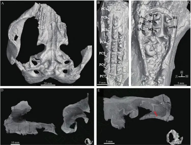 �������ޡ����� ������������һ�¡��ھӡ�