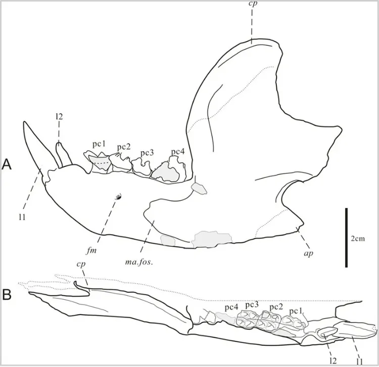 �������ޡ����� ������������һ�¡��ھӡ�