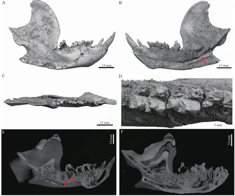 �������ޡ����� ������������һ�¡��ھӡ�