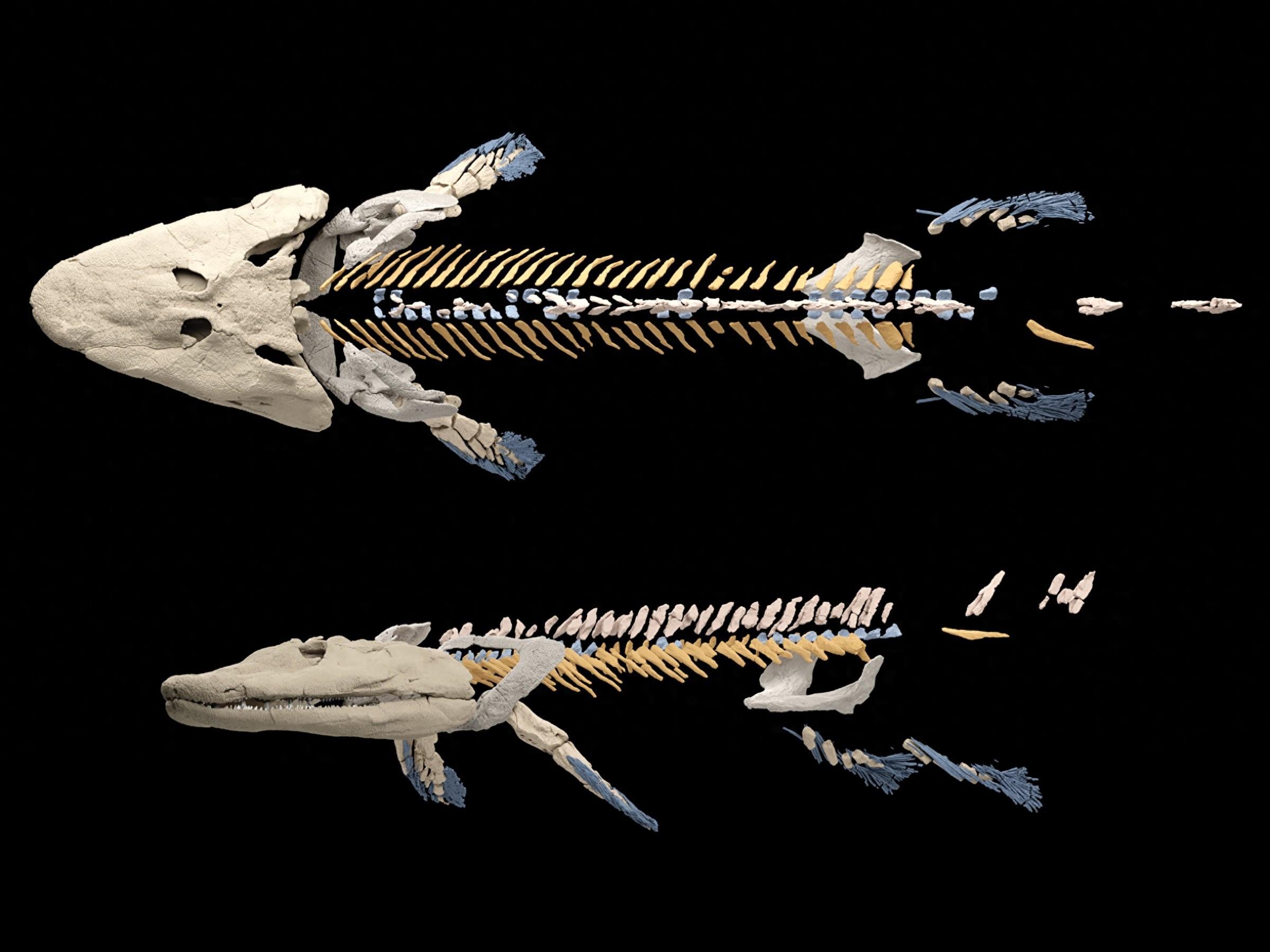 3.75����ǰ�����໯ʯTiktaalik�ҿ��˽���������