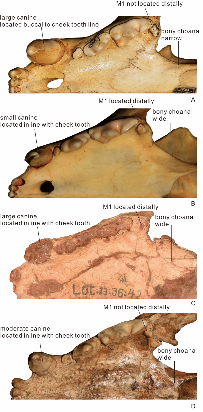 �����ܿڵ�ʹ�������ɽ��Զ�������Ա���ʯ�²��Ͻ�ʾ�Ա���ŷ�Ǵ�½���ݻ�����