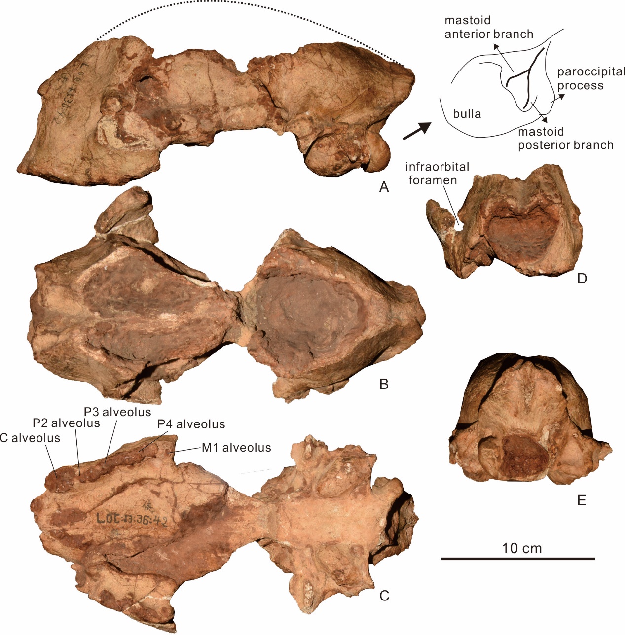 �����ܿڵ�ʹ�������ɽ��Զ�������Ա���ʯ�²��Ͻ�ʾ�Ա���ŷ�Ǵ�½���ݻ�����