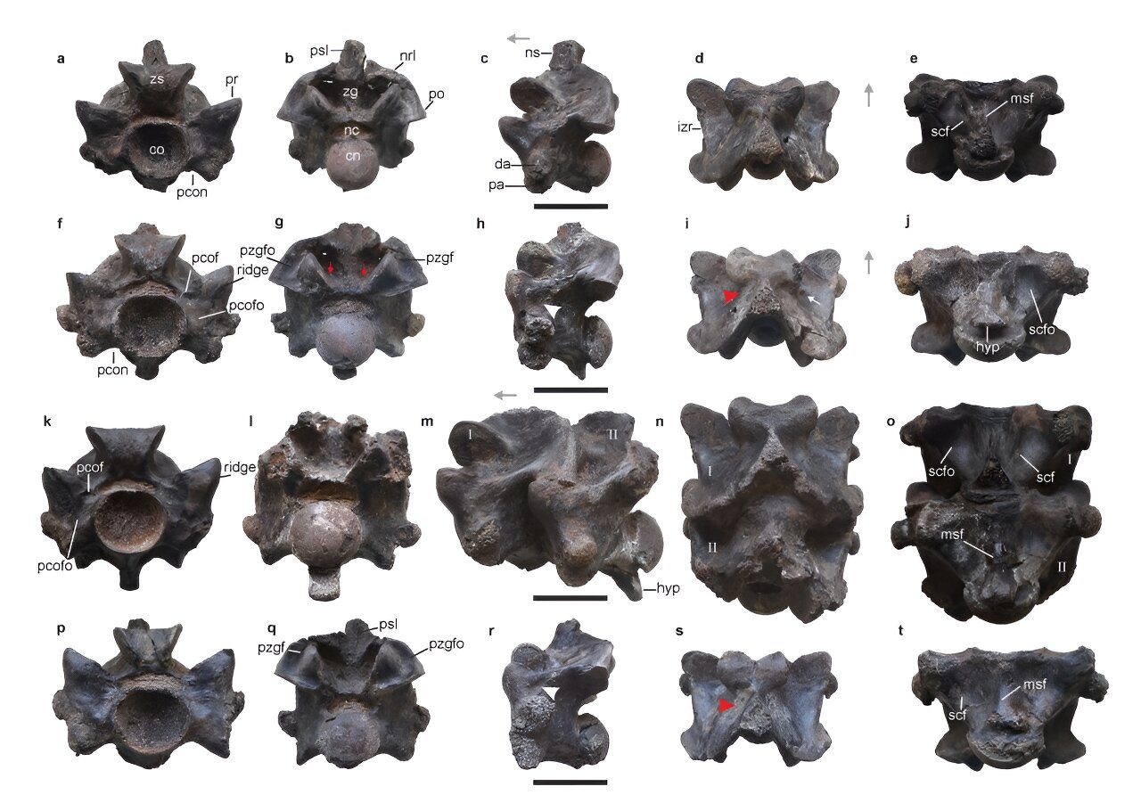 印度发现4700万年前古蛇化石 或为史上最大蛇类之一