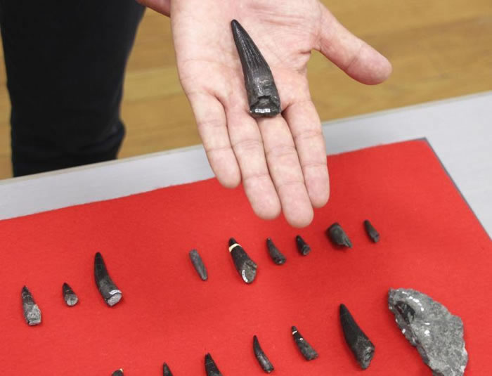 �ձ�����������ѧ���������ϵ ����������ѯ