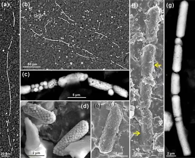 �ҹ���ѧ�ҷ��ֹ���ϸ����ʯ ��ʾ����������Эͬ�ݻ�����