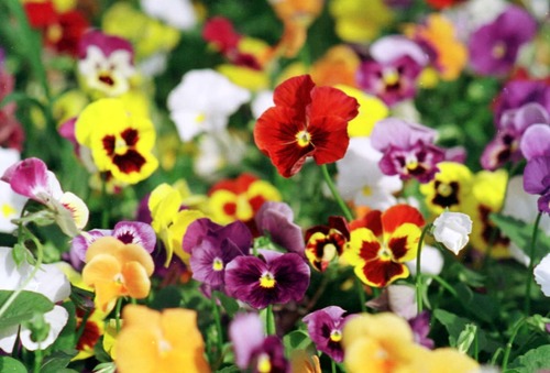 ���䡰�Խ���������������