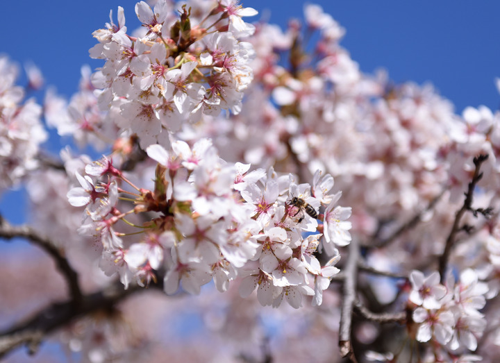 花可能比恐龙更古老——但科学家无法就它们何时进化而来达成一致