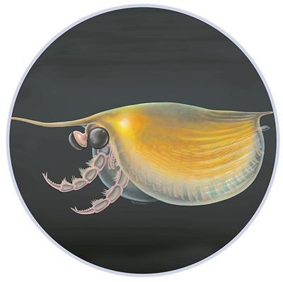 �Ƽ��ӳ֣������������ԡ�������