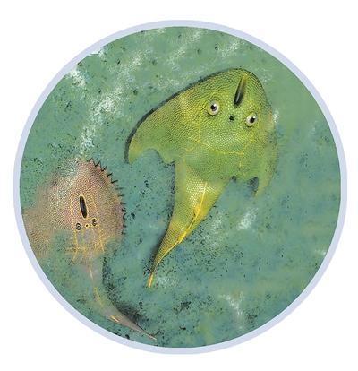 �Ƽ��ӳ֣������������ԡ�������