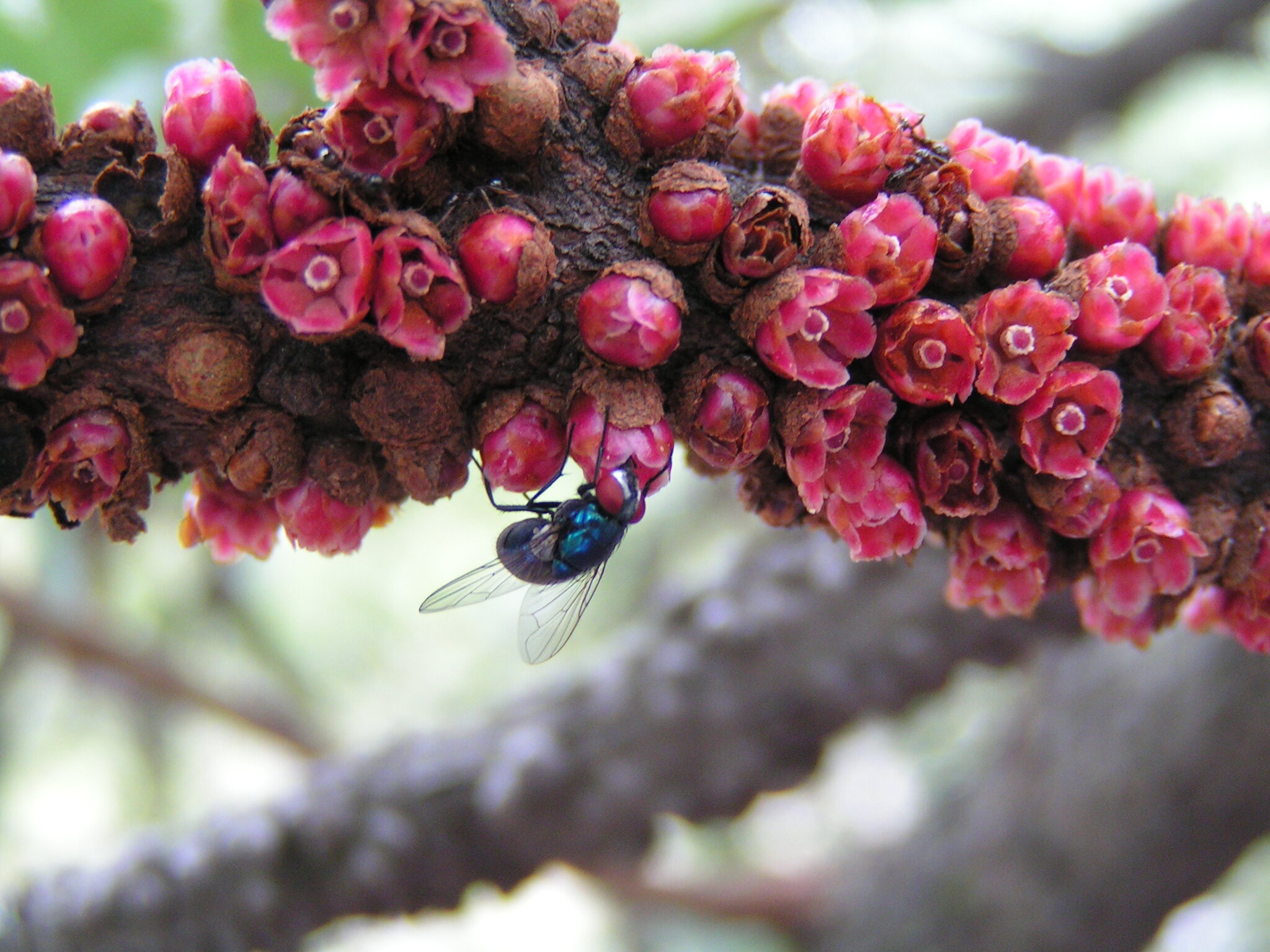 全球科学团队使用18亿个字母的遗传密码揭示了植物的巨大DNA生命树