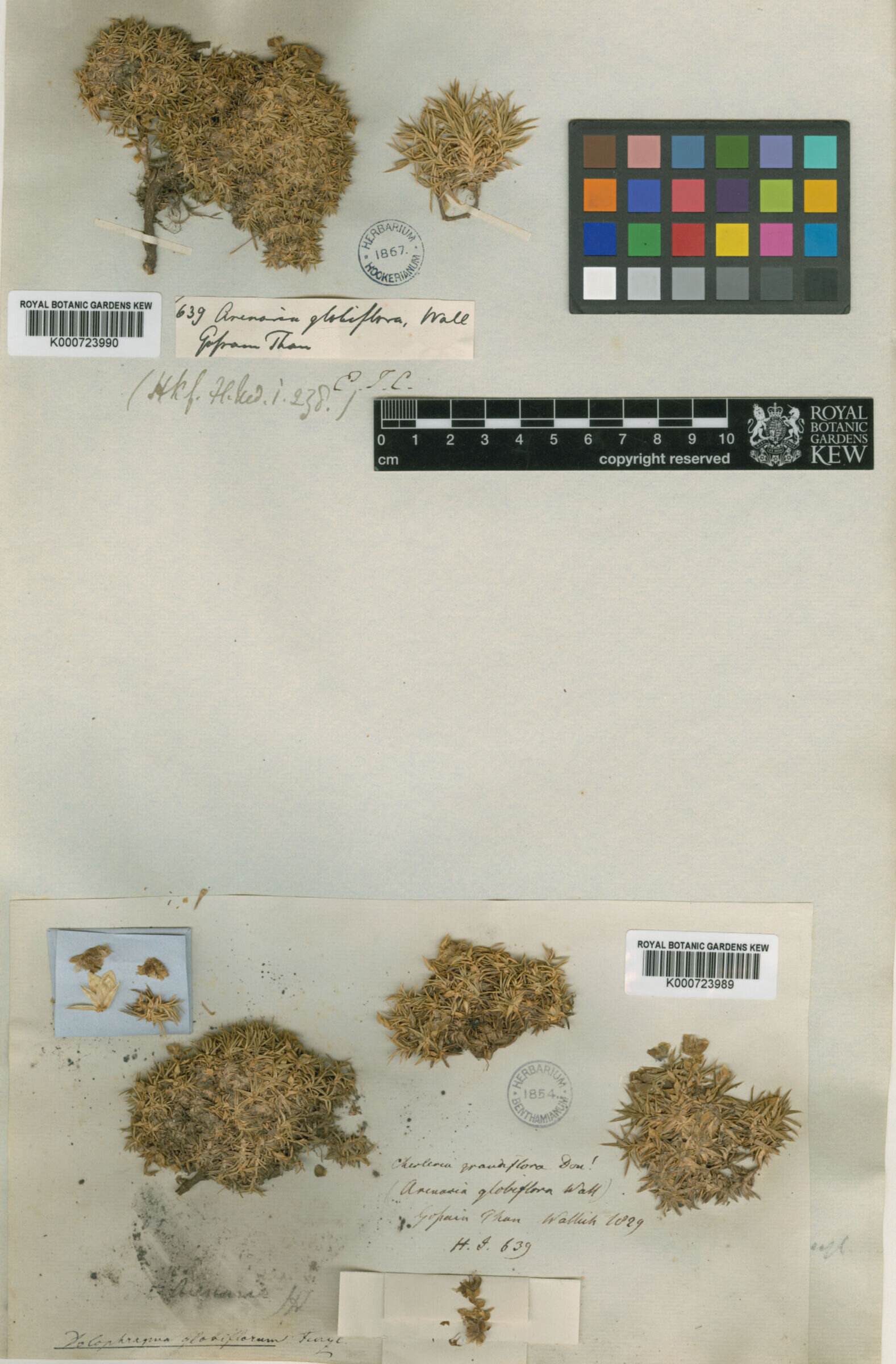 全球科学团队使用18亿个字母的遗传密码揭示了植物的巨大DNA生命树