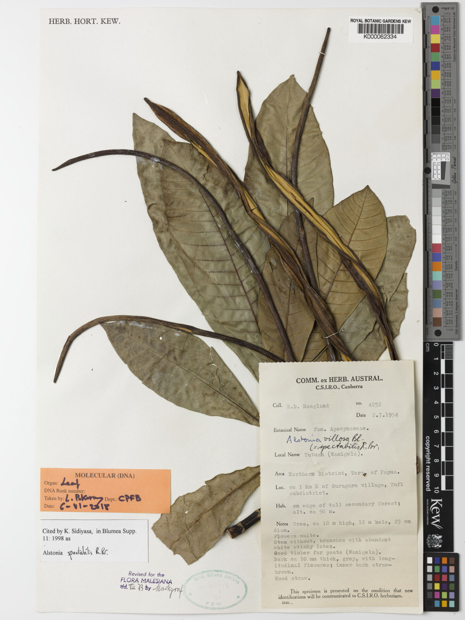 全球科学团队使用18亿个字母的遗传密码揭示了植物的巨大DNA生命树