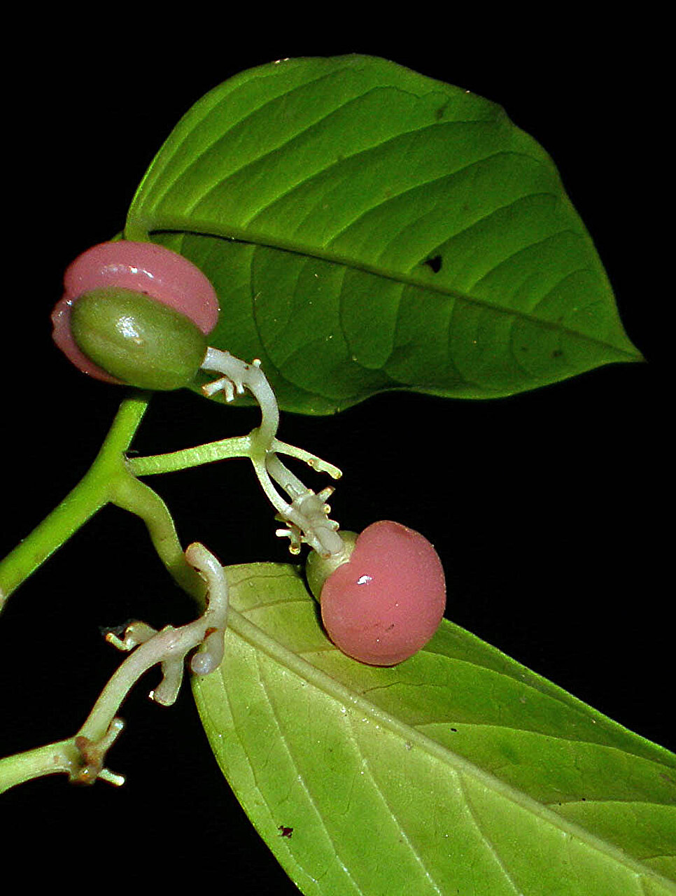 全球科学团队使用18亿个字母的遗传密码揭示了植物的巨大DNA生命树
