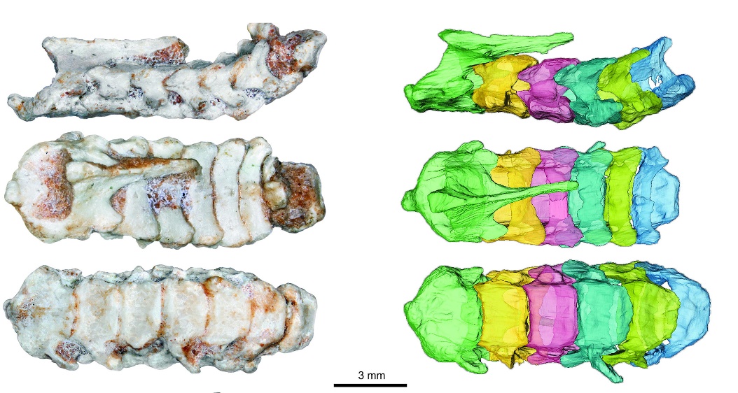 白垩纪晚期真兽类独特的颈部形态