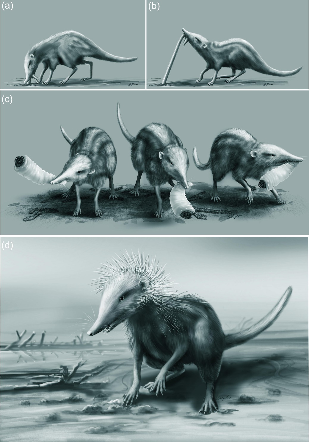 白垩纪晚期真兽类独特的颈部形态