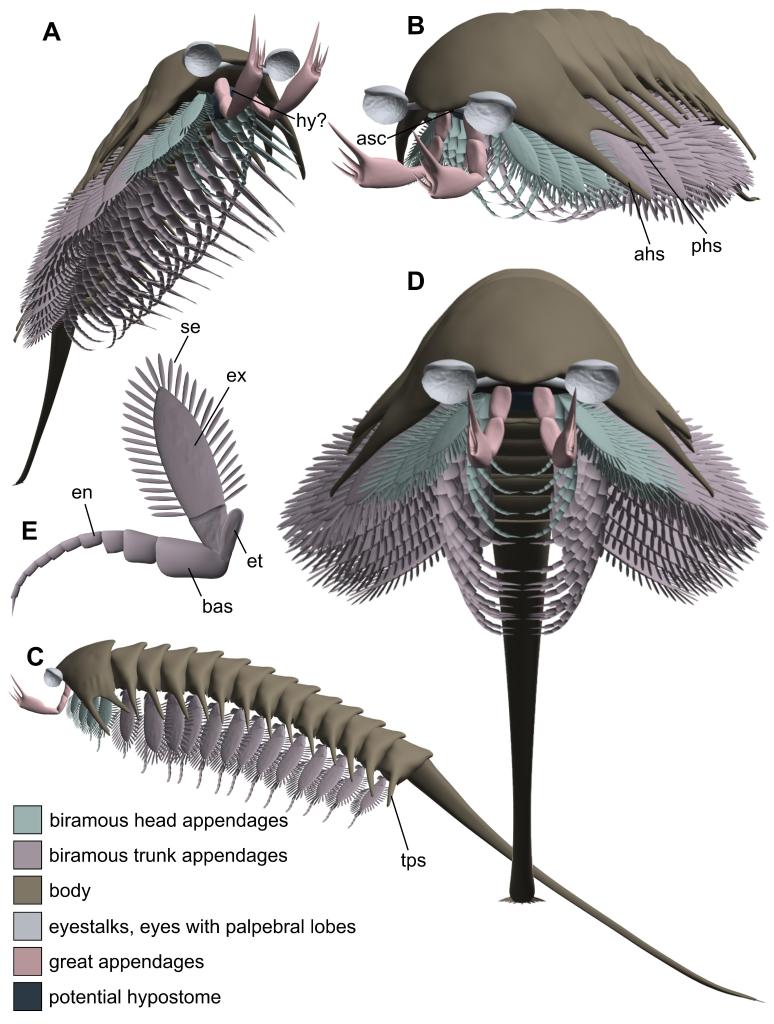 ��ԭ��5.2����ǰ�纮��ͳν�����Ⱥ�еĳ�β������ò
