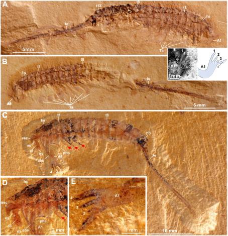 ��ԭ��5.2����ǰ�纮��ͳν�����Ⱥ�еĳ�β������ò