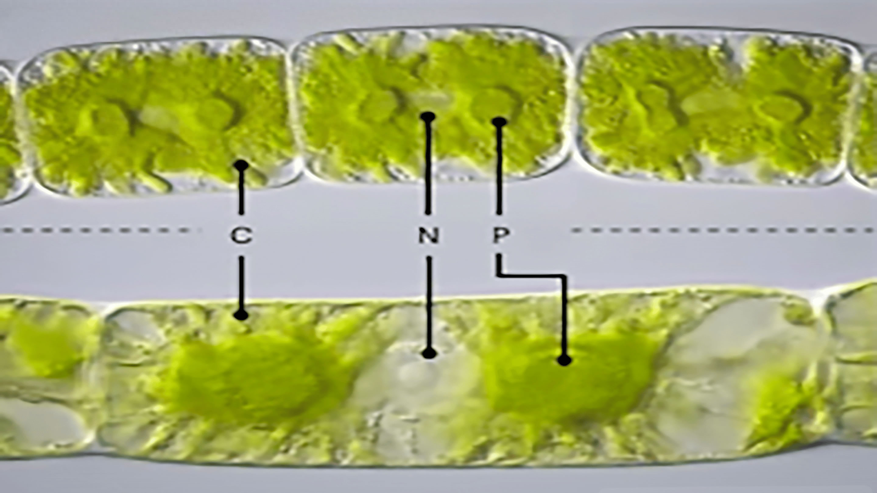 “基因程序”让所有植物的祖先征服了旱地