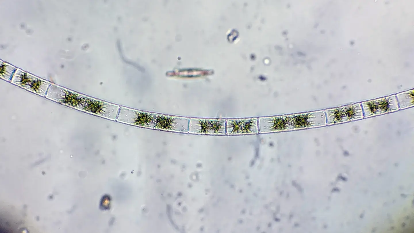 “基因程序”让所有植物的祖先征服了旱地