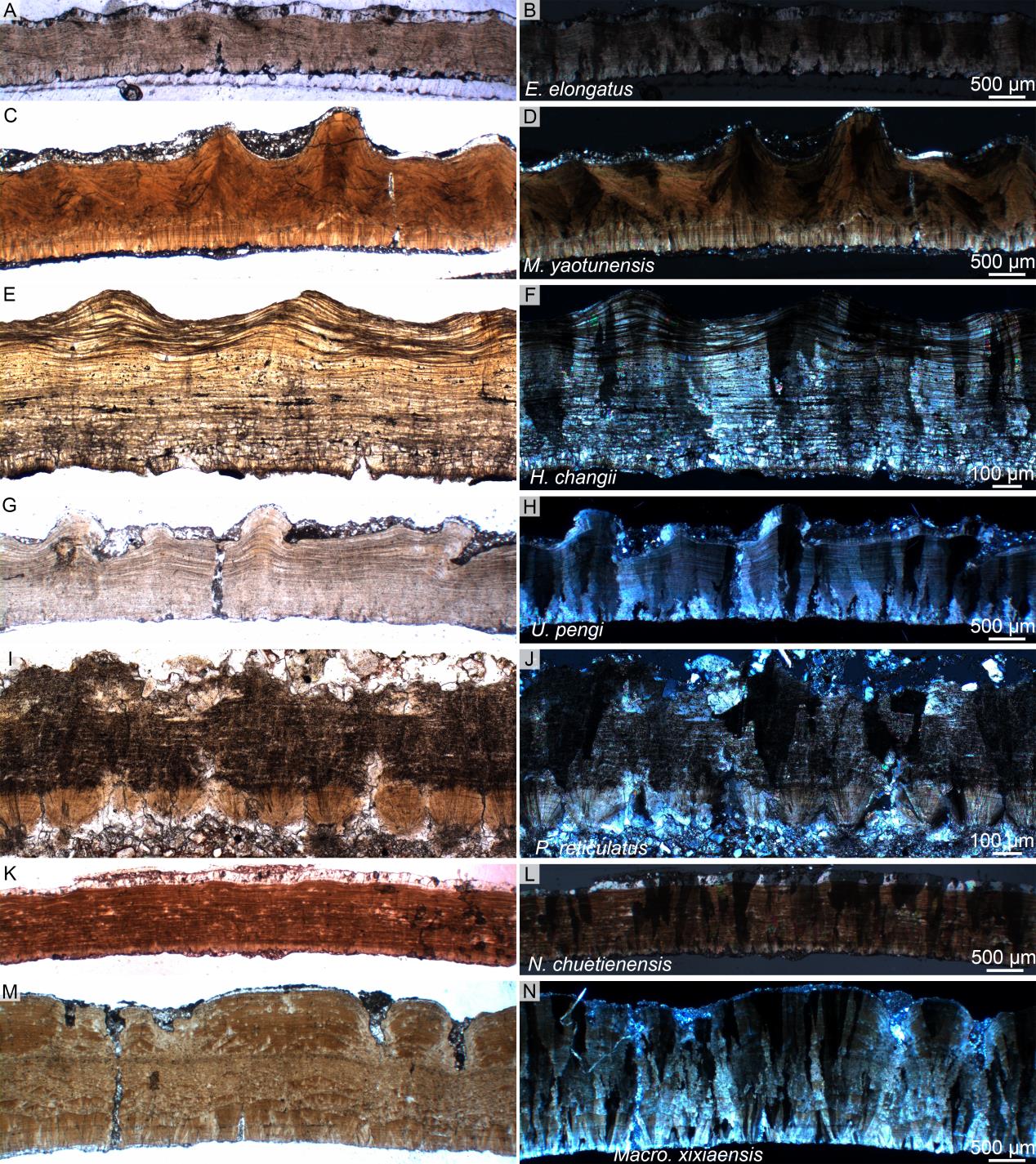 ���ε�����΢�ṹ�о��½�չ 