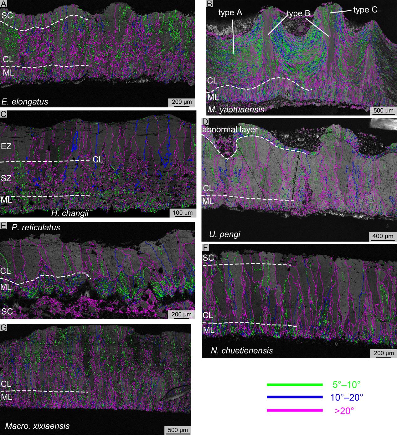 ���ε�����΢�ṹ�о��½�չ 