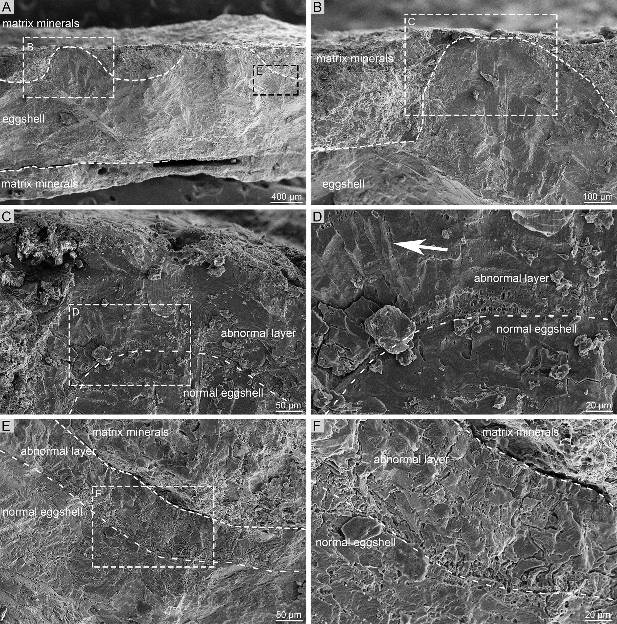 ���ε�����΢�ṹ�о��½�չ 