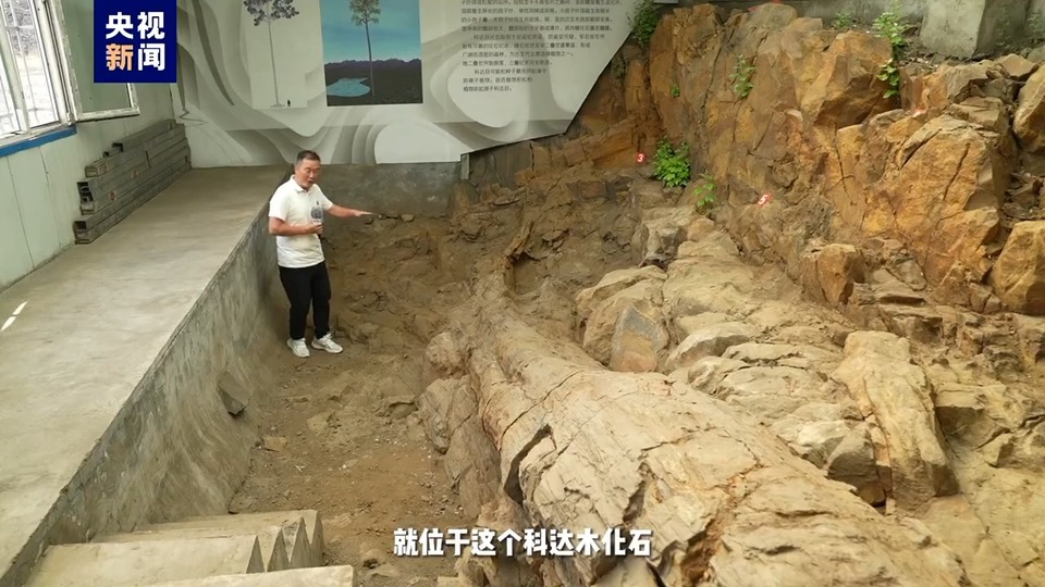 撞脸巧克力脆筒 3.1亿年前鳞木类化石长这样