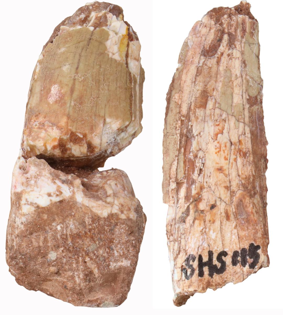 �����״η��ֱ������ƻ�ʯ �����峤���ܳ���6��