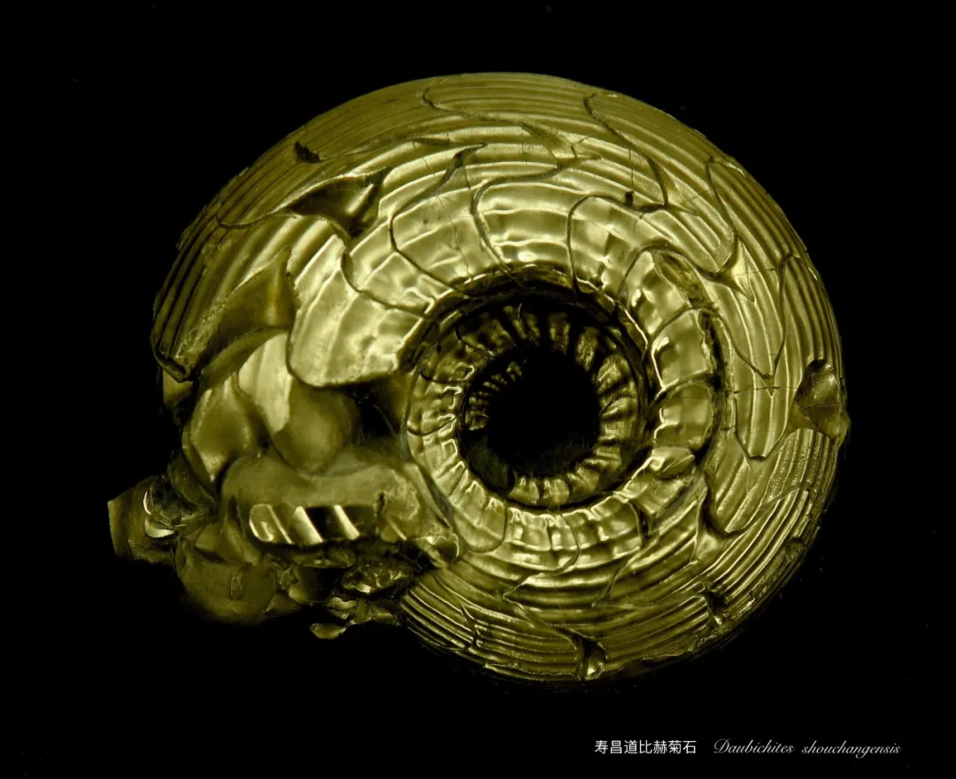 李家地质与化石科普基地5·18活动:走近浙江建德黄铁矿化菊石生物群/李家生物群