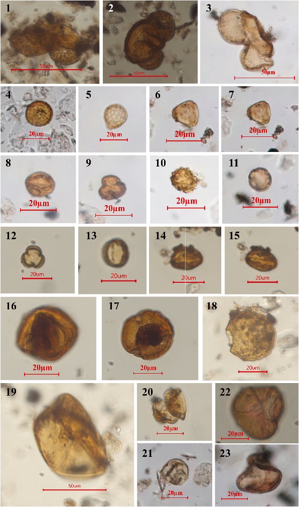 云南元谋盆地犬科粪化石及古生态研究新进展