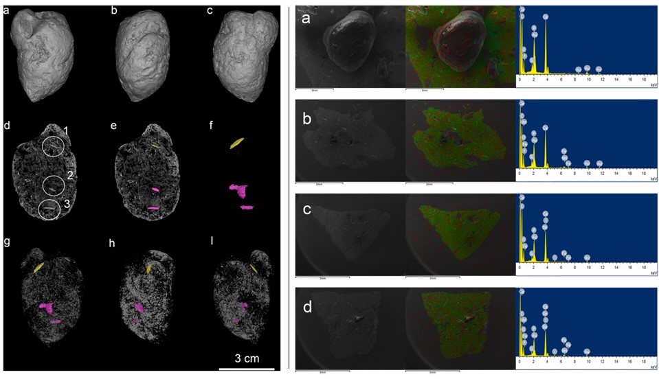 云南元谋盆地犬科粪化石及古生态研究新进展