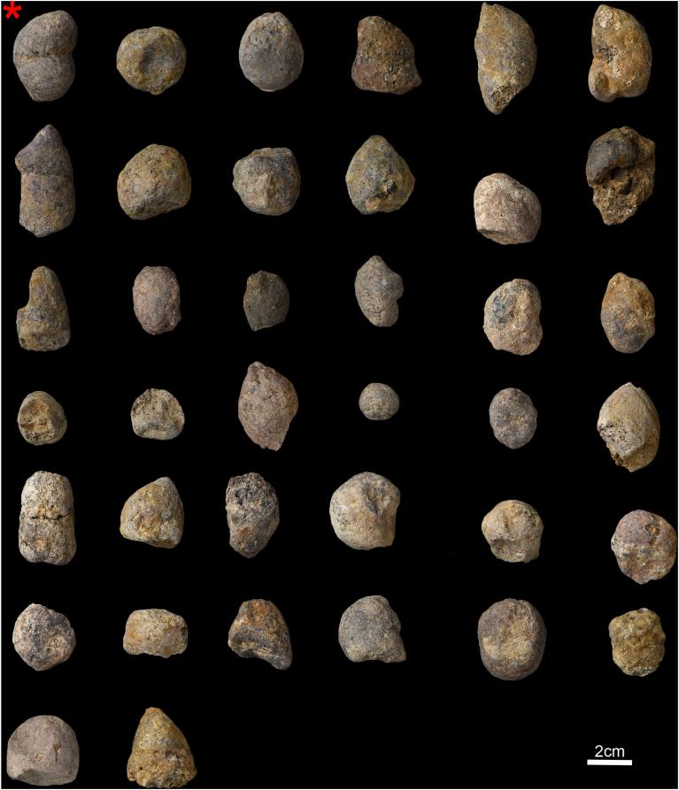 云南元谋盆地犬科粪化石及古生态研究新进展