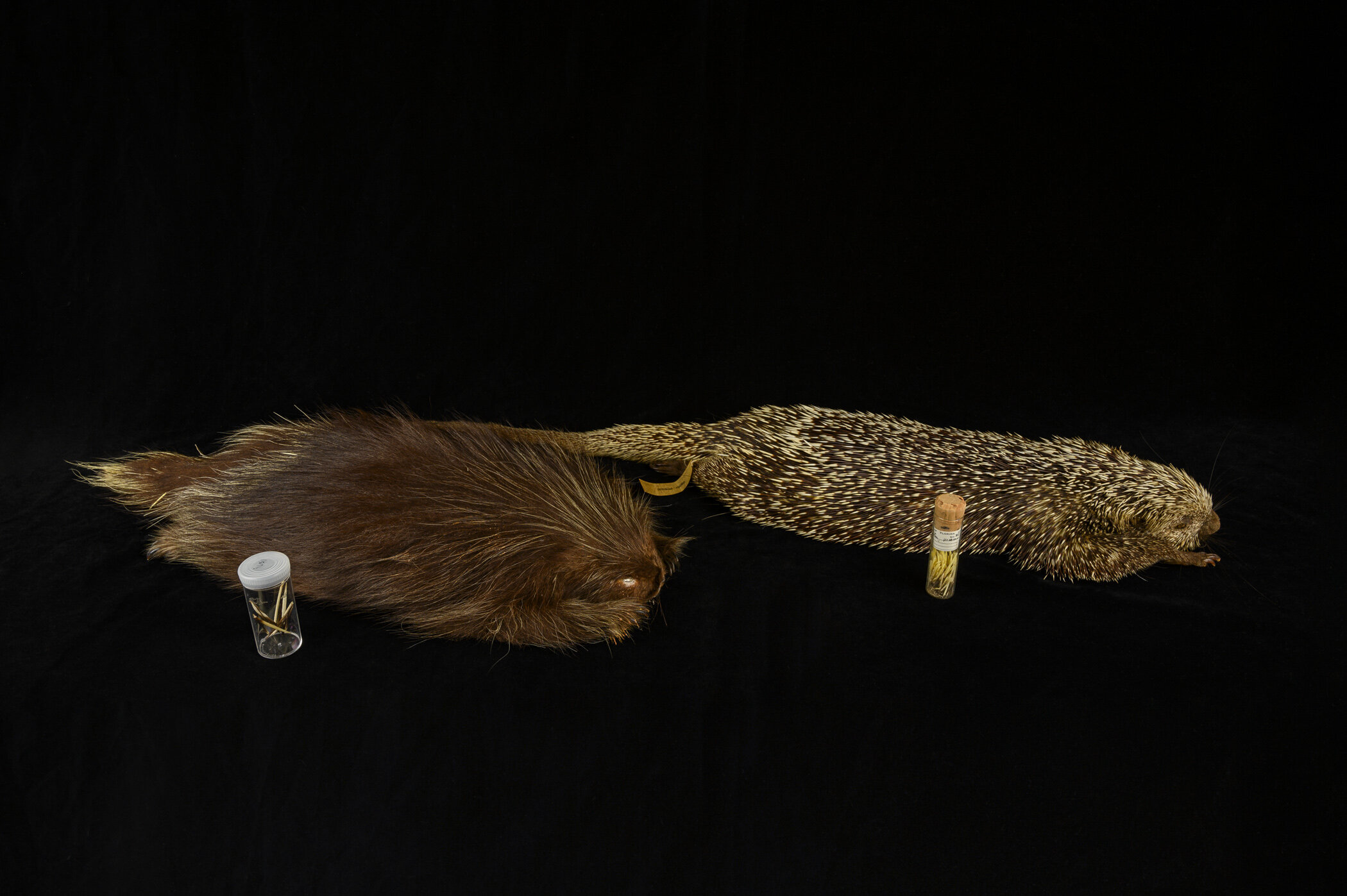 �������ĺ�����ʯ�����һ������1000����ļ�������