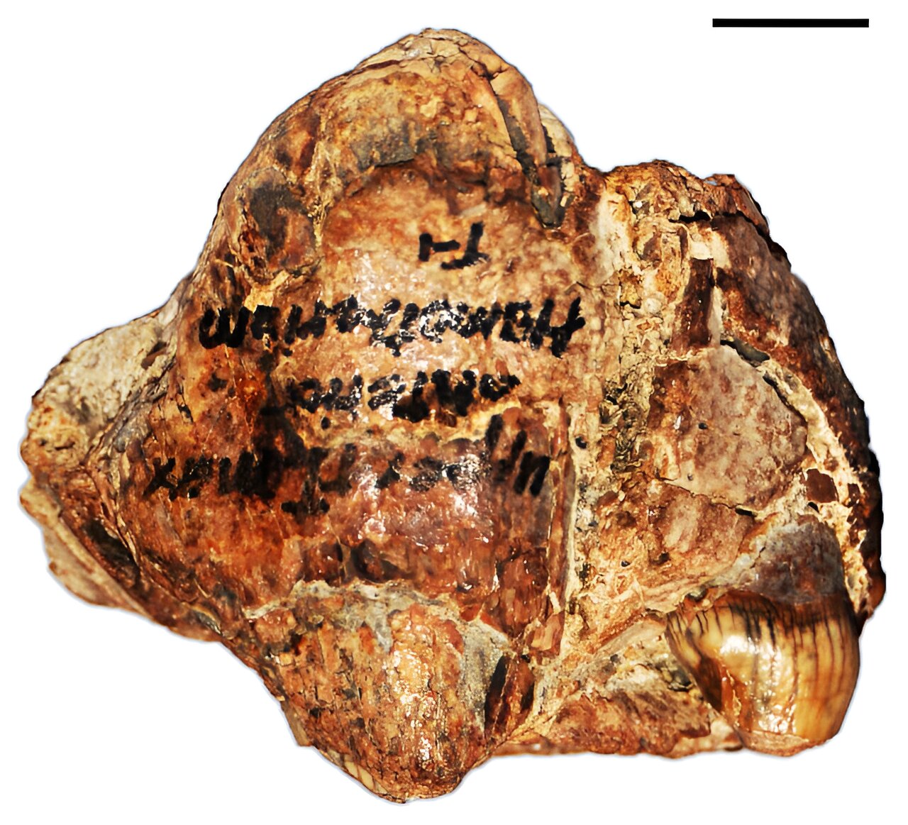 ��ʯ��ʾ�¿���˹������������Ľ���è