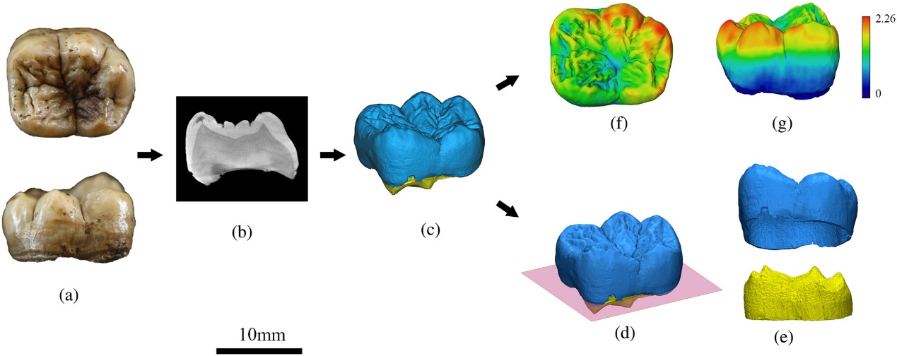 禄丰古猿牙齿化石研究获新进展