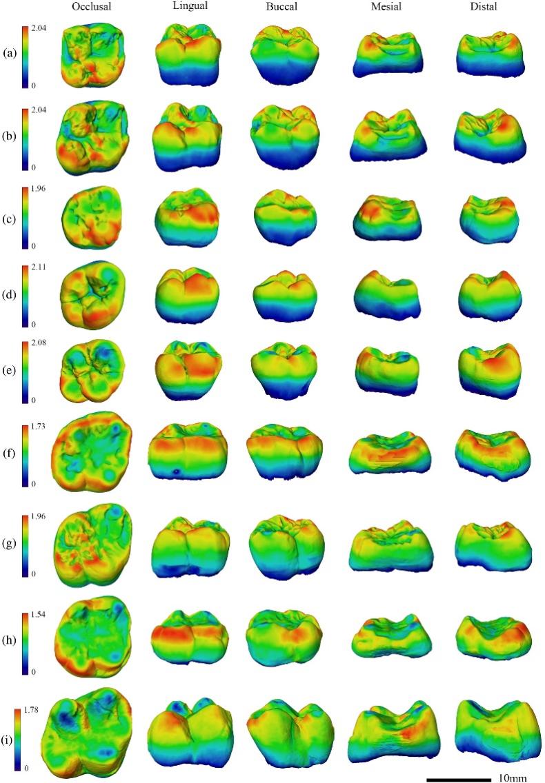 禄丰古猿牙齿化石研究获新进展