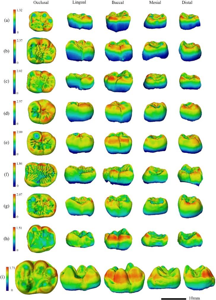 禄丰古猿牙齿化石研究获新进展