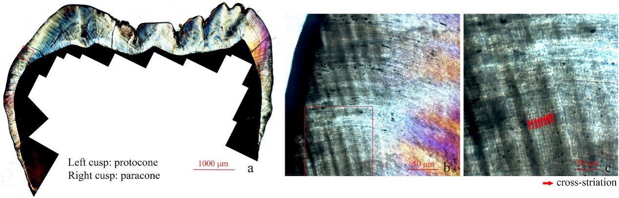 禄丰古猿牙齿化石研究获新进展