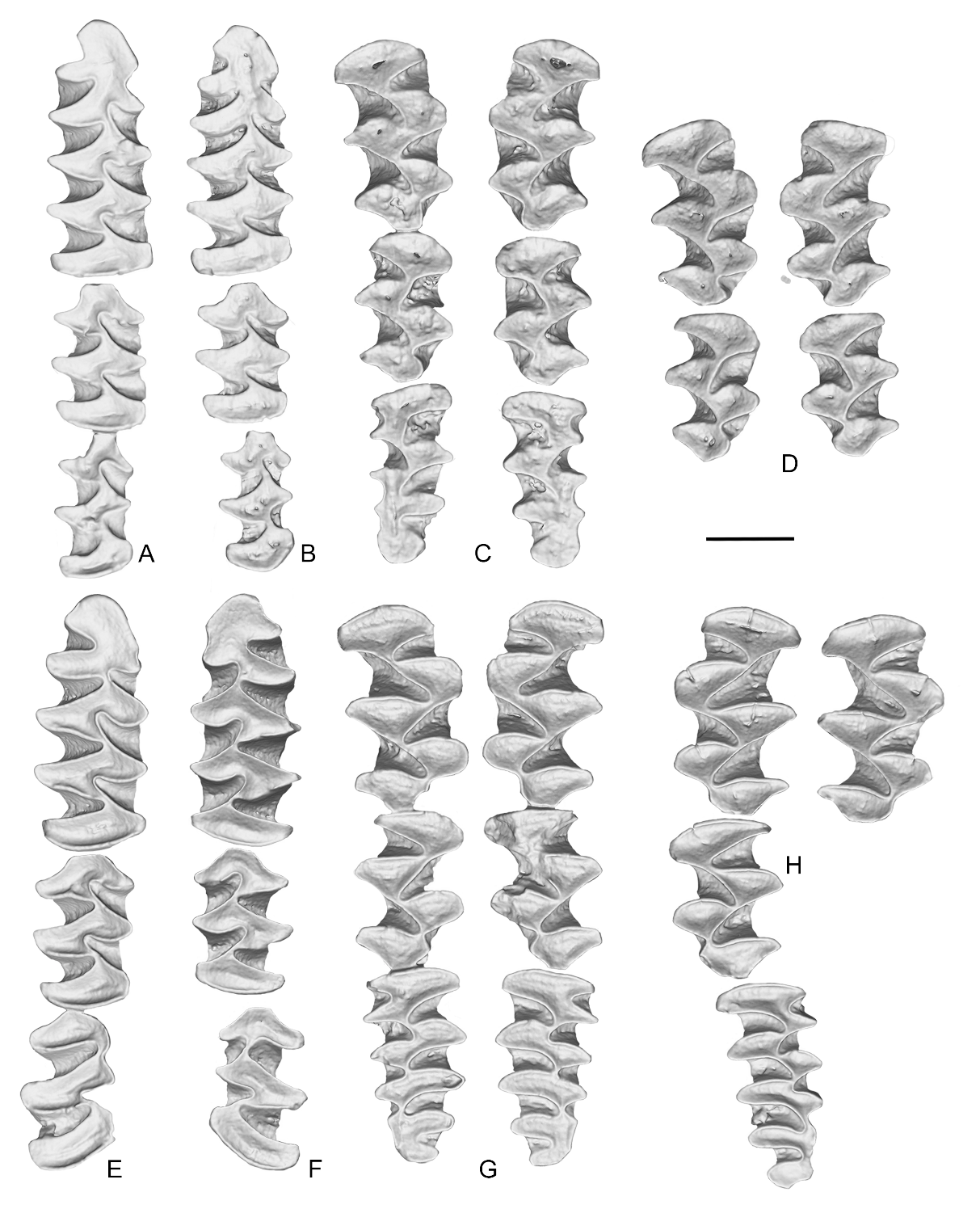 ���Ϻ���������ַС���鶯���ʾ�ĹŻ�����Ϣ