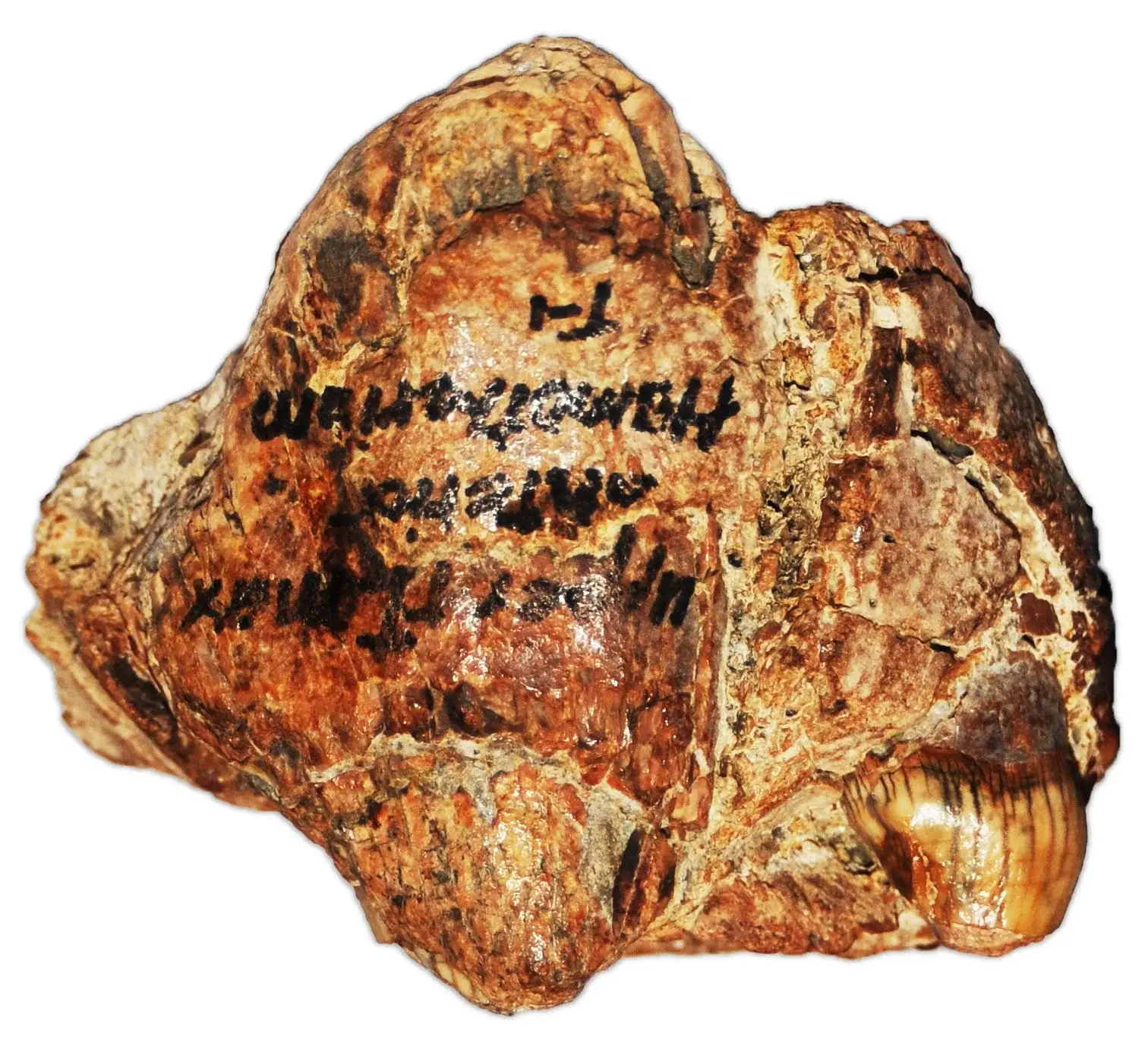 ��2Ӣ���СС��ʯ��д�����ǶԽ��ݻ�����ʶ